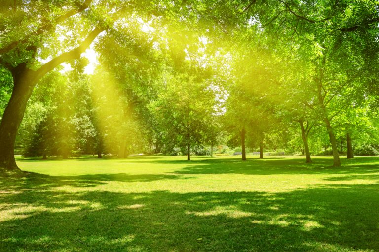 How do trees and green spaces enhance our health?